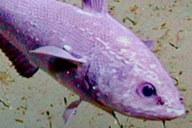 Video: Vedci nafilmovali neznámy druh ryby v Mariánskej priekope v rekordnej hĺbke